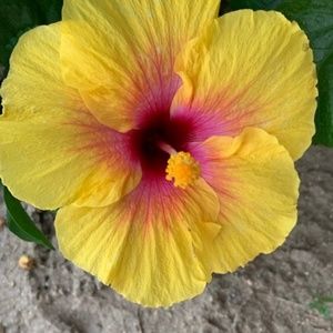 Meet your Posher, Twanjua